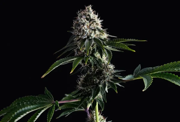 Swiss Dream CBD strain in full bloom, featuring compact buds and lush foliage.