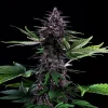 Close-up of the Swiss Dream Rose Auto CBD strain, showcasing its frosty trichomes and dark, almost black leaves.