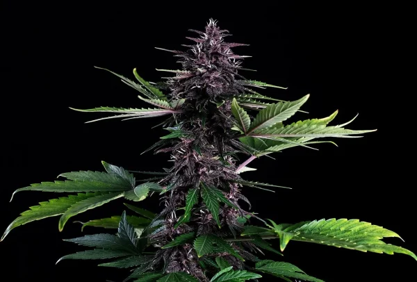 Close-up of the Swiss Dream Rose Auto CBD strain, showcasing its frosty trichomes and dark, almost black leaves.