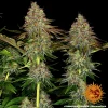 Tangerine Dream Auto cannabis strain displaying its glistening trichomes and citrus-scented flowers.