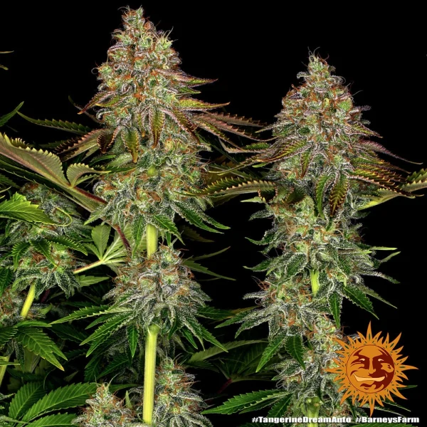 Tangerine Dream Auto cannabis strain displaying its glistening trichomes and citrus-scented flowers.