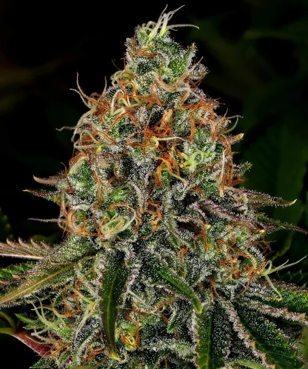 Close-up of Tangerine Dream Auto's resinous buds and aromatic orange hairs.