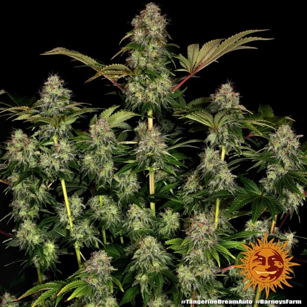 Flowering Tangerine Dream Auto plant covered in frosty trichomes and vibrant green leaves.
