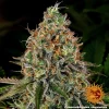 Tangerine Dream Auto strain with bright orange pistils and dense green buds.