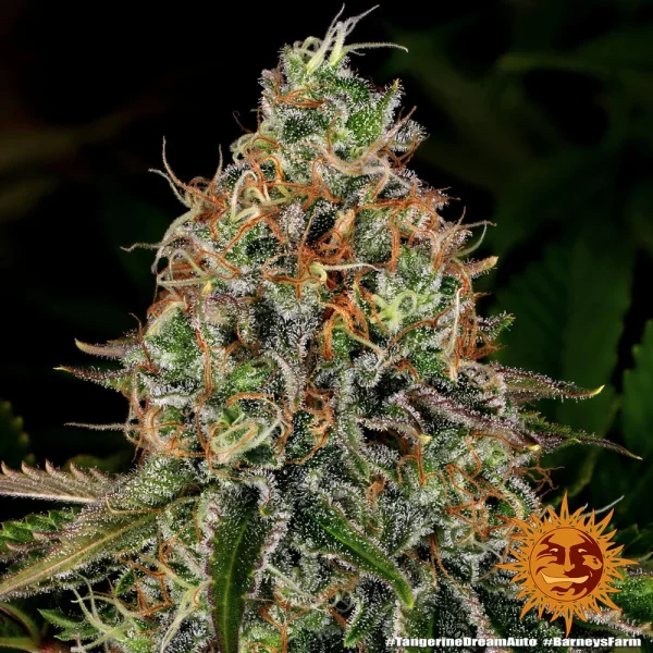 Tangerine Dream Auto strain with bright orange pistils and dense green buds.