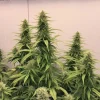 Multiple THC Victory plants with tall, slender colas and rich green foliage, set against a light background