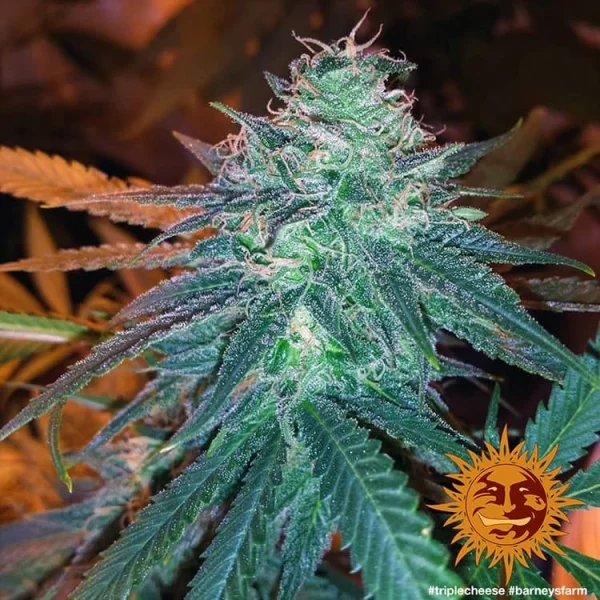 Triple Cheese buds covered in frosty trichomes, showcasing its distinct green and purple colors.