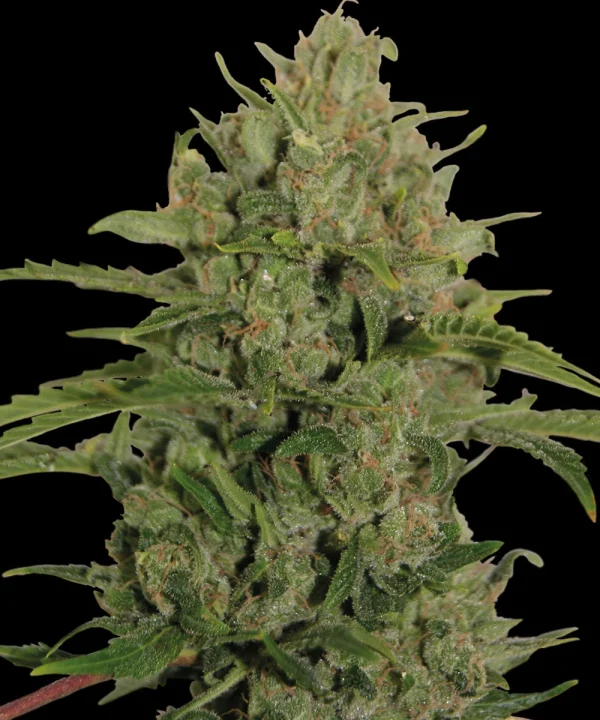 Triple Cheese strain from Barney's Farm showing dense, resin-coated buds with purple accents.
