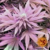Close-up of Triple Cheese cannabis strain, displaying trichome-rich green and purple flowers.