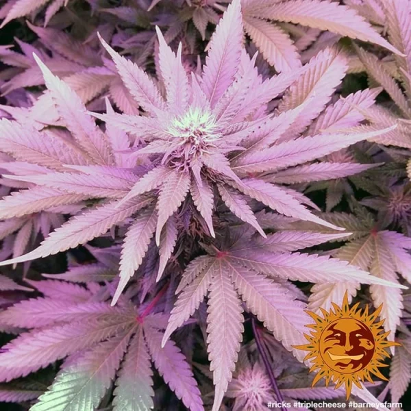 Close-up of Triple Cheese cannabis strain, displaying trichome-rich green and purple flowers.