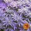 Flowering Triple Cheese plant from Barney's Farm with thick buds and a hint of purple hues.