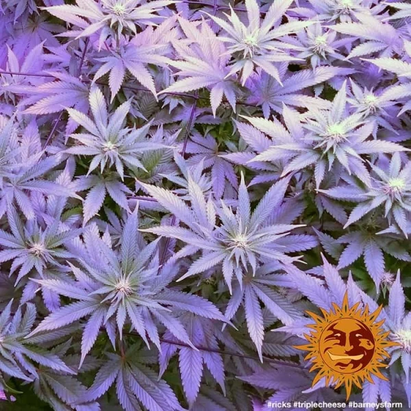 Flowering Triple Cheese plant from Barney's Farm with thick buds and a hint of purple hues.