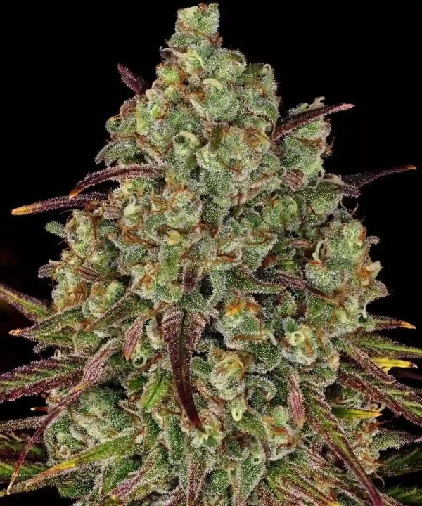 Close-up of a dense Tangerine Dream cannabis bud covered in trichomes and orange pistils