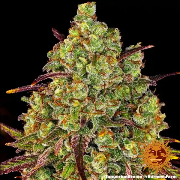 Detailed view of Tangerine Dream strain showcasing frosty trichomes and vibrant pistils.