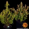 Full Tangerine Dream cannabis plants in pots, highlighting rich green leaves and mature buds.