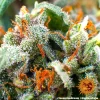 Macro shot of Tangerine Dream buds with sparkling trichomes and bright orange hairs.