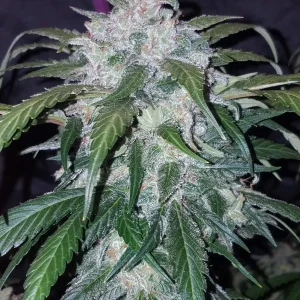 Dense Tangie Auto bud with frosty trichomes and vibrant green leaves, displayed against a dark grow tent.