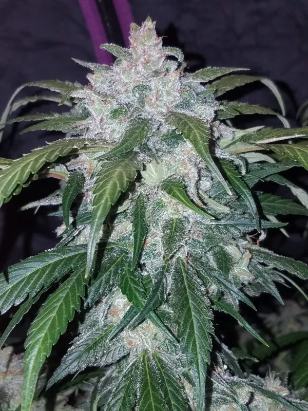 Dense Tangie Auto bud with frosty trichomes and vibrant green leaves, displayed against a dark grow tent.