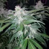 Close-up of Tangie Auto plant, showing resin-covered buds and broad green leaves under indoor grow lights