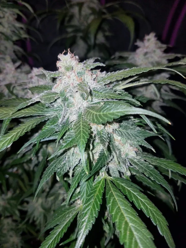 Close-up of Tangie Auto plant, showing resin-covered buds and broad green leaves under indoor grow lights