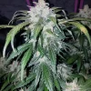Tangie Auto cannabis plant with thick, trichome-coated buds and fan leaves in a controlled grow environment