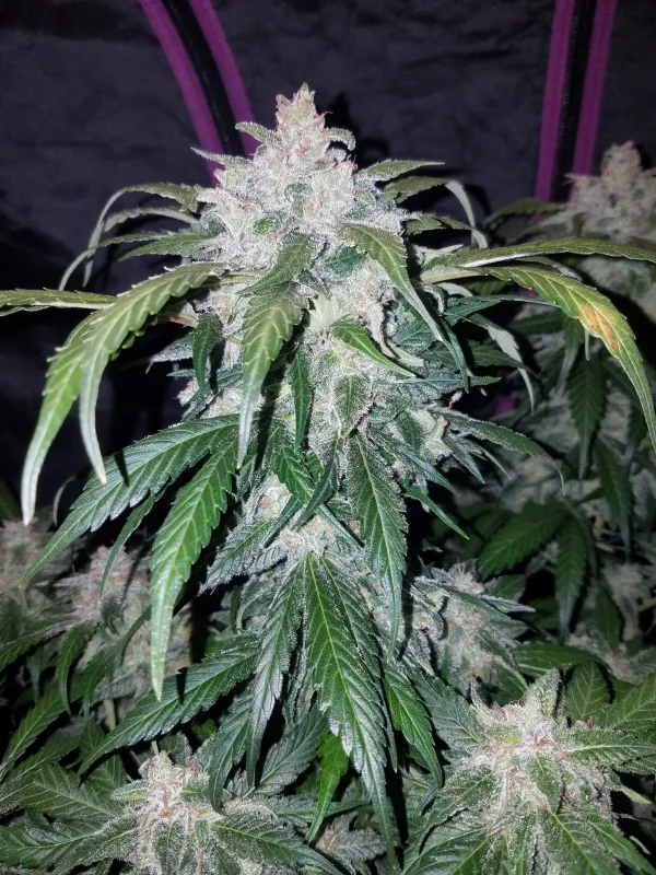 Tangie Auto cannabis plant with thick, trichome-coated buds and fan leaves in a controlled grow environment