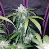 Large Tangie Auto cola with crystallized buds and green foliage, set in an indoor grow setup