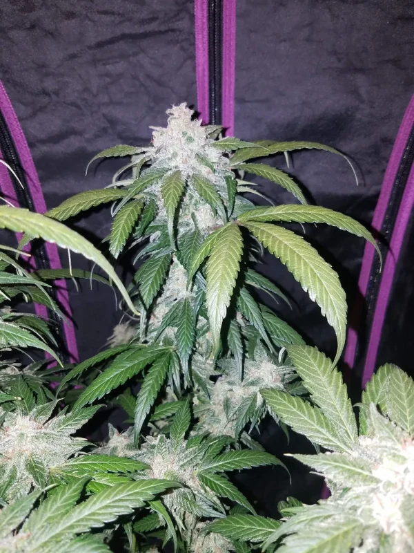 Large Tangie Auto cola with crystallized buds and green foliage, set in an indoor grow setup