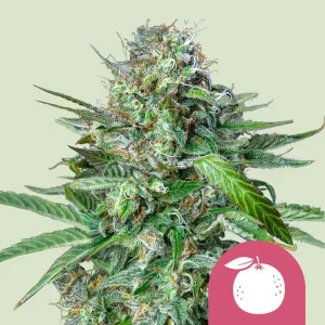 Tangie Strain featuring bright, citrus-scented buds covered in sparkling trichomes and vivid green leaves