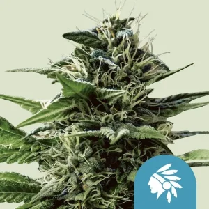 Tatanka Pure CBD Strain showcasing its dense, frosty colas enriched with beneficial CBD compounds.