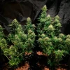 Close-up of Tatanka Pure CBD Strain, highlighting its lush green foliage and therapeutic resin-rich buds.
