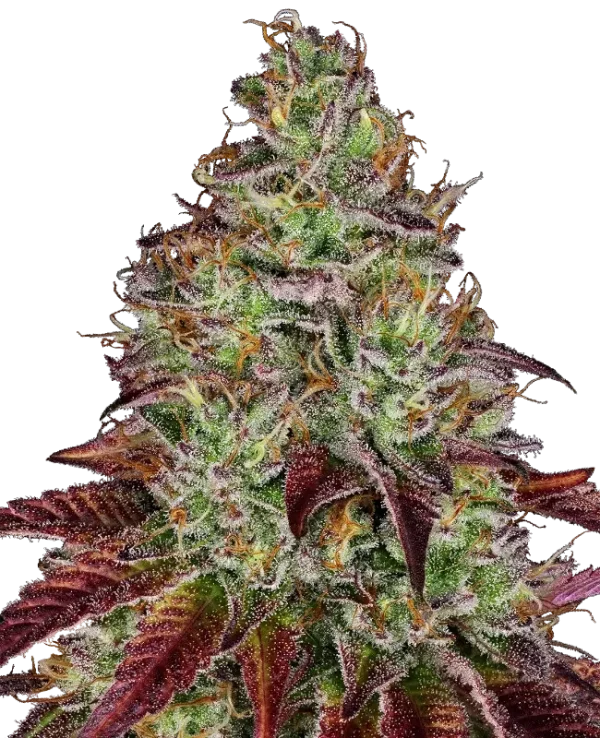 Tezla OG strain showcasing dark green buds with rich orange pistils