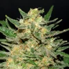 Thai Fantasy strain showing a unique mix of bright green and orange pistils, with a rich covering of trichomes.
