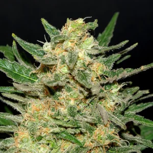 Thai Fantasy strain showing a unique mix of bright green and orange pistils, with a rich covering of trichomes.