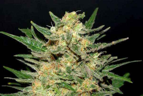 Thai Fantasy strain showing a unique mix of bright green and orange pistils, with a rich covering of trichomes.