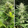 Dual-image of Think Fast plants showing different phenotypes with dense, frosty buds and serrated green leaves