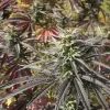 Group of Think Fast plants outdoors, each showcasing rich green foliage and robust bud development amid lush greenery