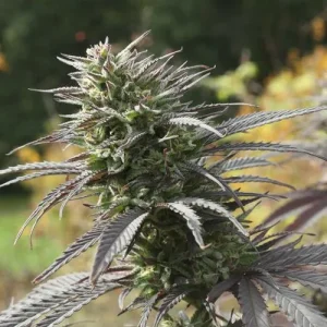 Close-up of Think Fast bud with deep purple hues and green leaves, set against an outdoor natural backdrop