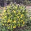 Think Fast plant in outdoor setting, displaying bushy structure with vibrant green and yellow leaves under natural sunlight