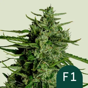 Close-up of Titan F1 Auto Strain showcasing its dense, resin-coated buds and vivid green hues.