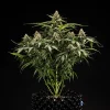 Full view of Titan F1 Auto Strain in a pot, displaying its lush growth and thick bud clusters.