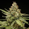 Detailed shot of Titan F1 Auto Strain bud, emphasizing its trichome-rich surface and robust structure.