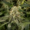 Titan F1 Auto Strain growing in a garden, highlighting its mature, frosty flowers and healthy foliage.