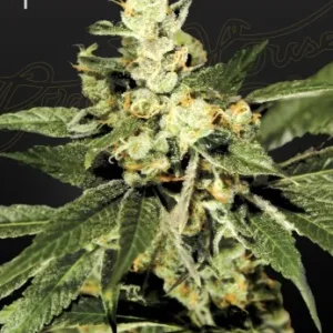 Train Wreck Strain, rich in trichomes with a classic indica structure.