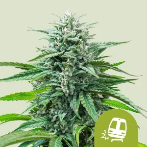 Vibrant Trainwreck Auto Strain bud, covered in frosty trichomes, showcasing its dense structure and rich green tones.