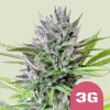Close-up of a Triple G Strain bud, showcasing vibrant purple hues and dense trichomes.