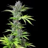 Tall, leafy Triple G Strain plant with prominent green and purple colas