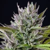 Detailed macro of a frosty Triple G Strain bud covered in trichomes.