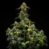 A mature Triple G Auto strain plant exhibiting dense buds and lush leaves under indoor grow lights.