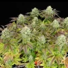 Cluster of Triple G Strain plants in a grow setup, displaying full colas and colorful foliage.